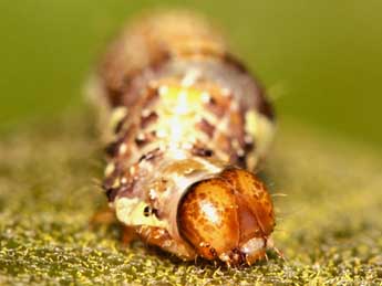  Chenille de Dryobota labecula Esp. - Vincent Derreumaux