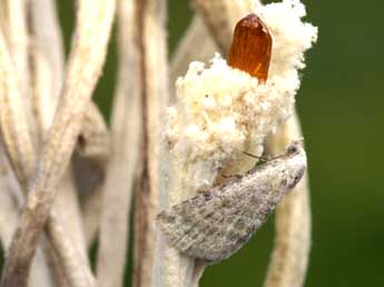Rhypagla lacernaria Hb. adulte - ©Lionel Taurand