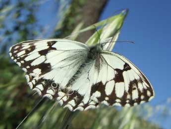 Melanargia lachesis Hb. adulte - Mal Garrin