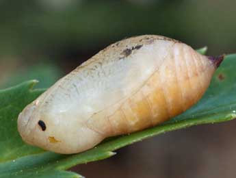  Chrysalide de Melanargia lachesis Hb. - Daniel Morel