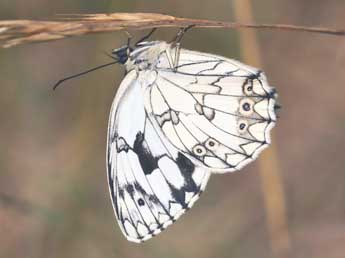 Melanargia lachesis Hb. adulte - ©Daniel Morel