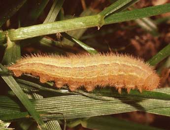  Chenille de Melanargia lachesis Hb. - Philippe Mothiron