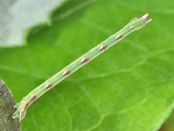  Chenille de Jodis lactearia L. - ©Philippe Mothiron