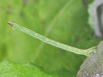  Chenille de Jodis lactearia L. - ©Philippe Mothiron