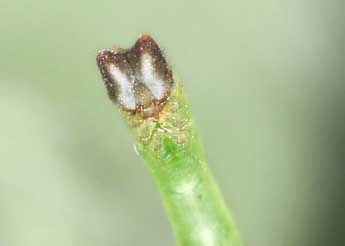  Chenille de Jodis lactearia L. - ©Philippe Mothiron