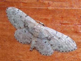 Idaea laevigata Scop. adulte - Philippe Mothiron