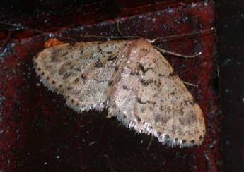 Idaea laevigata Scop. adulte - Philippe Mothiron