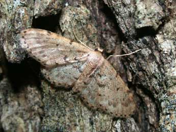 Idaea laevigata Scop. adulte - ©Philippe Mothiron