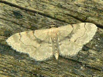 Idaea laevigata Scop. adulte - ©Olivier Pineau