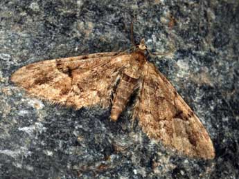 Eupithecia lanceata Hb. adulte - Daniel Morel