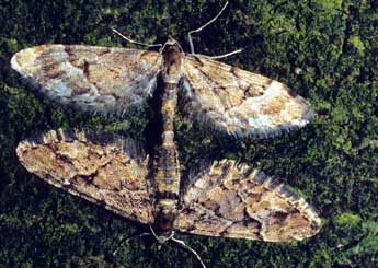 Eupithecia lanceata Hb. adulte - Franois Spill