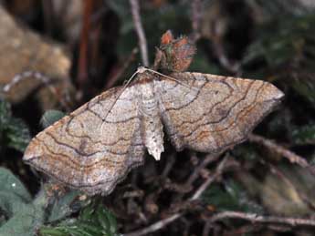 Coenocalpe lapidata Hb. adulte - Philippe Mothiron