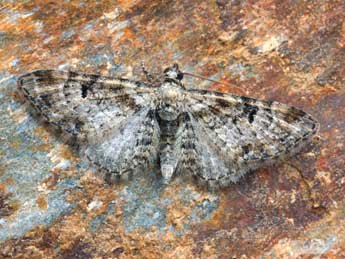 Eupithecia laquaearia H.-S. adulte - Daniel Morel