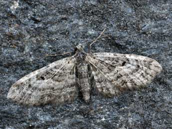 Eupithecia lariciata Frr adulte - Daniel Morel