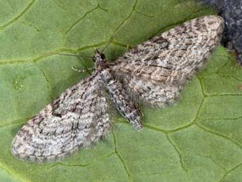 Eupithecia lariciata Frr adulte - ©Daniel Morel