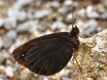 Erebia lefebvrei Bsdv. adulte - ©Daniel Morel