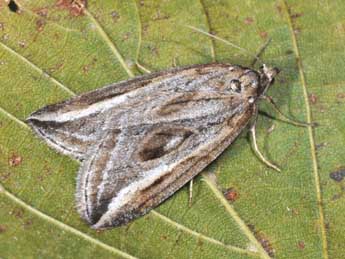 Chesias legatella D. & S. adulte - Philippe Mothiron