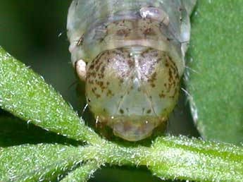  Chenille de Chesias legatella D. & S. - ©Philippe Mothiron