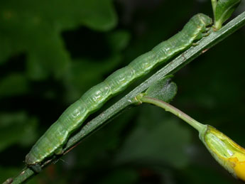  Chenille de Chesias legatella D. & S. - Philippe Mothiron