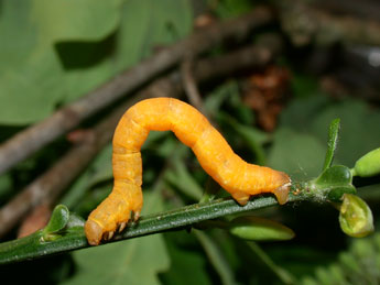  Chenille de Chesias legatella D. & S. - ©Philippe Mothiron