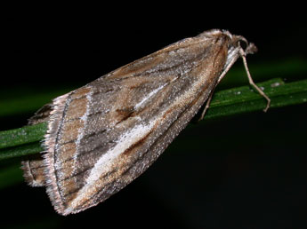 Chesias legatella D. & S. adulte - Philippe Mothiron