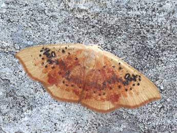 Cyclophora lennigiaria Fuchs adulte - ©Daniel Morel