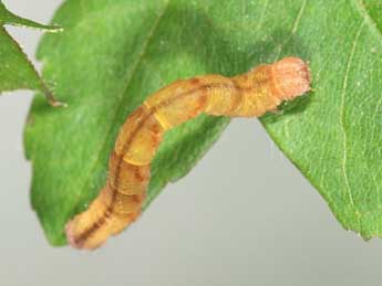  Chenille de Cyclophora lennigiaria Fuchs - ©Samuel Ducept