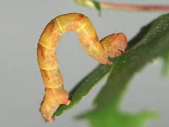  Chenille de Cyclophora lennigiaria Fuchs - ©Samuel Ducept