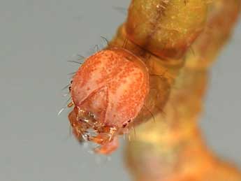  Chenille de Cyclophora lennigiaria Fuchs - Samuel Ducept