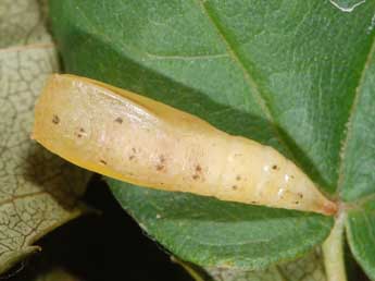  Chrysalide de Cyclophora lennigiaria Fuchs - ©Samuel Ducept