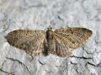 Eupithecia lentiscata Mab. adulte - Claude Tautel