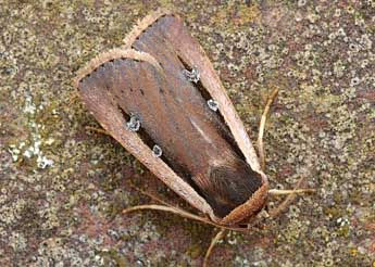 Ochropleura leucogaster Frr adulte - ©David Demerges