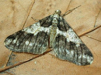 Agriopis leucophaearia D. & S. adulte - Philippe Mothiron