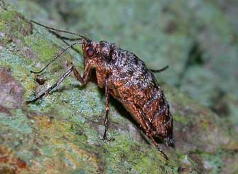 Agriopis leucophaearia D. & S. adulte - ©Philippe Mothiron