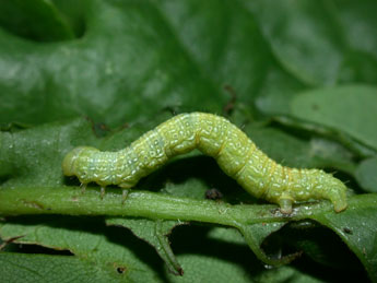  Chenille de Agriopis leucophaearia D. & S. - Philippe Mothiron