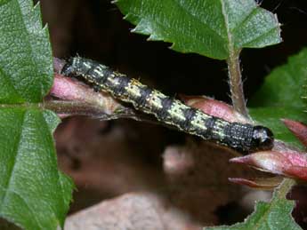  Chenille de Agriopis leucophaearia D. & S. - Philippe Mothiron