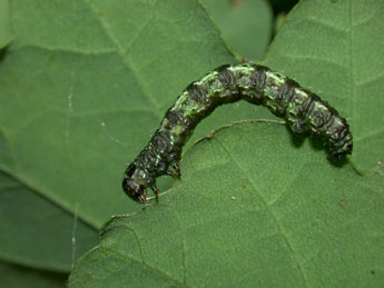  Chenille de Agriopis leucophaearia D. & S. - Philippe Mothiron