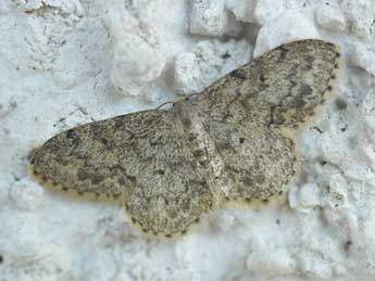 Idaea libycata Bartel adulte - ©Alain Cama