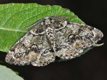 Cleorodes lichenaria Hfn. adulte - Philippe Mothiron