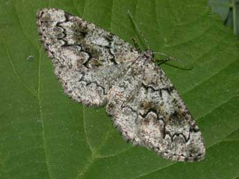 Cleorodes lichenaria Hfn. adulte - Philippe Mothiron