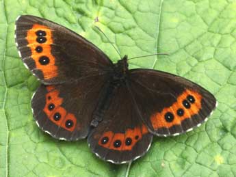 Erebia ligea L. adulte - Daniel Morel