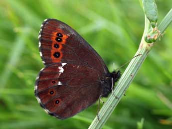 Erebia ligea L. adulte - ©Daniel Morel