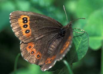 Erebia ligea L. adulte - ©Tristan Lafranchis