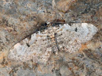 Eupithecia liguriata Mill. adulte - ©Daniel Morel