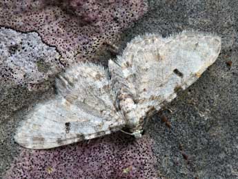 Eupithecia liguriata Mill. adulte - ©Daniel Morel