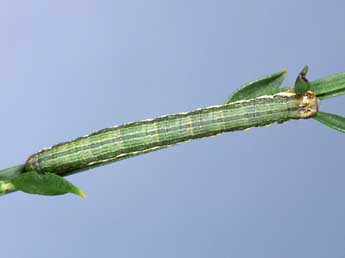  Chenille de Isturgia limbaria F. - ©Lionel Taurand