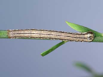  Chenille de Isturgia limbaria F. - ©Lionel Taurand