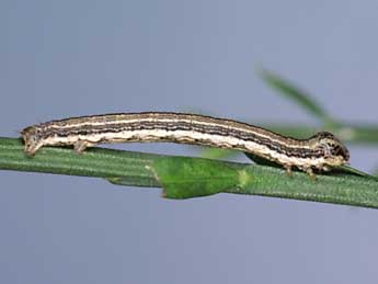  Chenille de Isturgia limbaria F. - ©Lionel Taurand