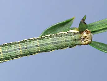  Chenille de Isturgia limbaria F. - ©Lionel Taurand