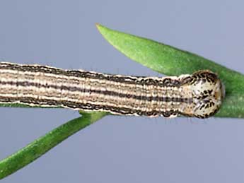  Chenille de Isturgia limbaria F. - ©Lionel Taurand